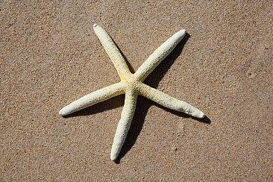 《瘟疫传说：安魂曲》现已发售 Steam特别好评